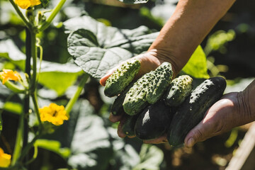 A woman farmer harvests cucumbers in a summer cottage on a summer day. A woman's hands and...
