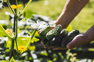 A woman farmer harvests cucumbers in a summer cottage on a summer day. A woman's hands and...