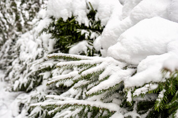 Snow-covered branches of coniferous trees close-up, snowdrifts, winter, vacation, selective focus.