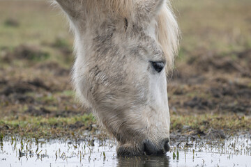 Closeup image of a Camargue horse head eating grass from a marsh at nature reserve of the Isonzo...