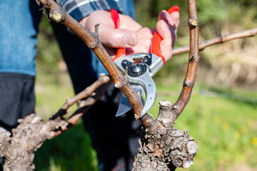 Farmer pruning the vine in winter. Agriculture.