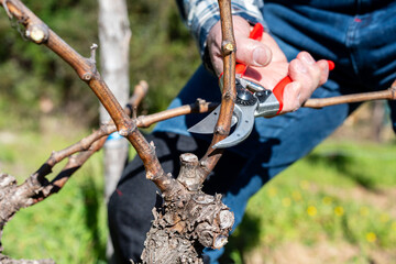 Farmer pruning the vine in winter. Agriculture.