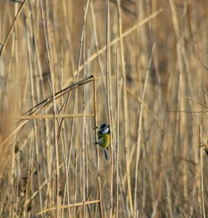 blue tit in the reeds