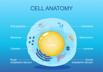 Anatomy of animal cell. Human cell structure.