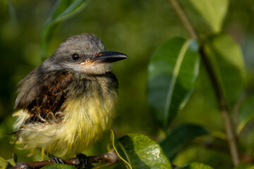 small bird called benteveo perched on a branch. animal with yellow and brown paws