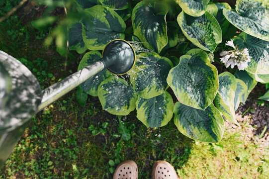 gardener watering hostas with metal can in summer garden. Horticulture and plants care.