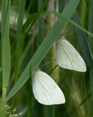 white butterflies on green leaf