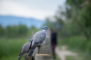 Wood pigeon