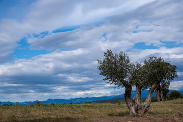 Landscape olive tree