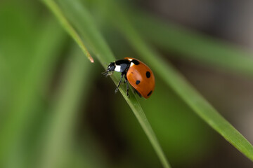 ladybug on a leaf