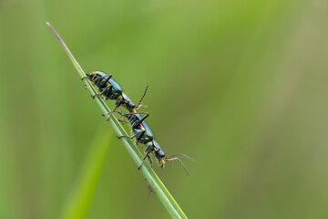Mating beetles