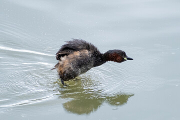 swimming in the water