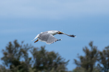 Gull in flight