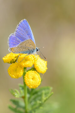 Common blue butterfly - Polyommatus icarus - on Tansy - Tanacetum vulgare