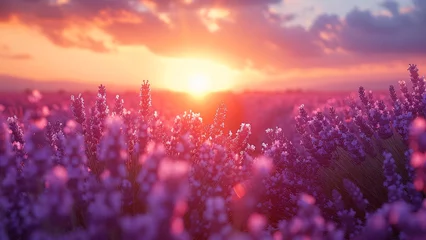 Tuinposter Sunset over Lavender Field: Warm Hues Bathe the Landscape © Rukma