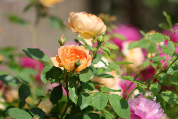 Beautiful english roses in the sunny perennial cottage garden in bright summer sunshine.