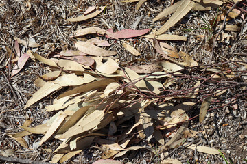 dry australian eucalyptus leaves lying on the ground
