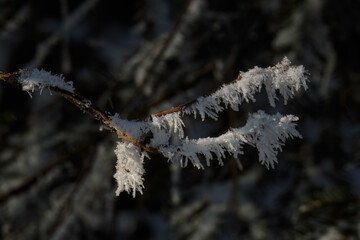 Winteraufnahme eines mit Eiskristallen bedeckten Astes. - Powered by Adobe