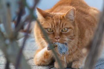 Orangefarbene Katze mit Beute im Maul.