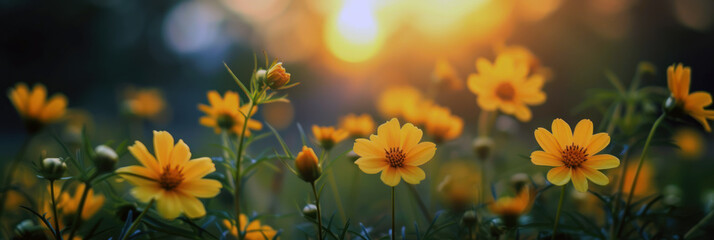 Obraz na płótnie Canvas A beautiful field of flowers with a warm golden glow at sunrise