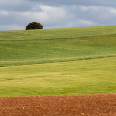Obraz premium ARBOL SOLITARIO EN CAMPOS DE CEREAL