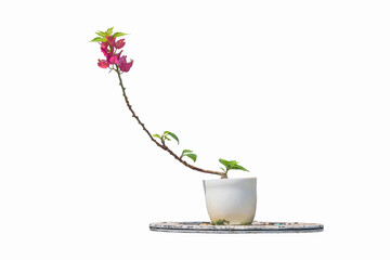 Miniature Bougainvillea hybrid in a ceramic pot.