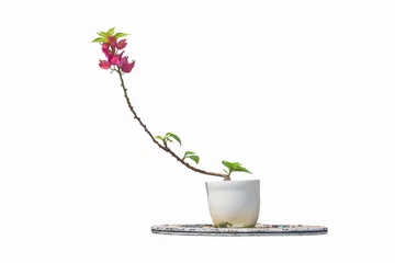 Fotobehang Miniature Bougainvillea hybrid in a ceramic pot. © sritakoset
