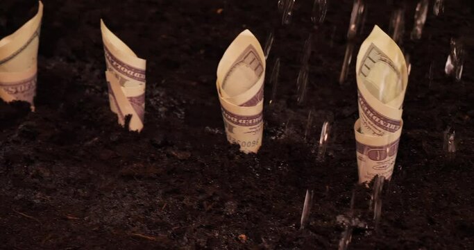Dollar bills planted in the ground are watered with water from a watering can. Watering planted money into the soil stimulates growth and income. Concept of financial income from agriculture.