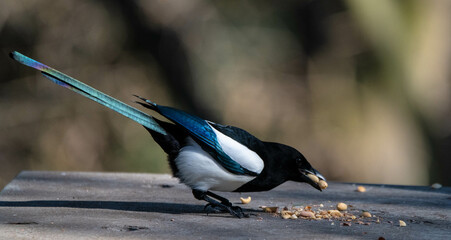 magpie,pica pica