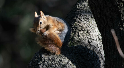 squirrel ,Sciuridae