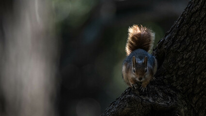 squirrel ,Sciuridae