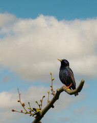 the starling sits on the tip of a branch
