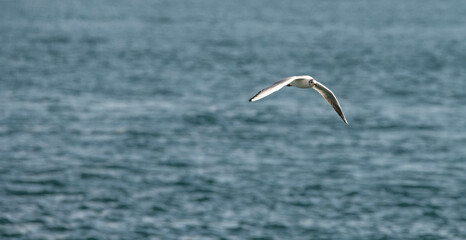 kittiwake,seagull