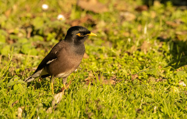 Acridotheres tristis