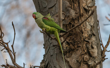 green parrot bird
