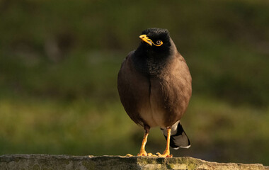 Acridotheres tristis