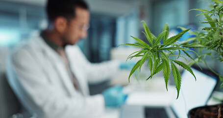 Cannabis, scientist and research in laboratory on laptop, marijuana healthcare and cbd oil in vial for homeopathy. Hemp, pc and natural plant medicine in clinical trial and biotechnology innovation