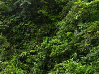 Fototapeta na wymiar Dense lush tropical jungle on volcanic island of Basse Terre in Guadeloupe. Deep green vegetal background photography