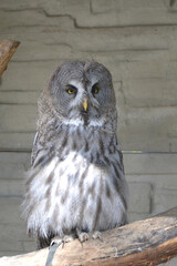The great grey owl (Strix nebulosa) closeup