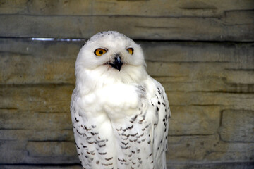 The snowy owl (Bubo scandiacus), also known as the polar owl, the white owl, the Arctic owl