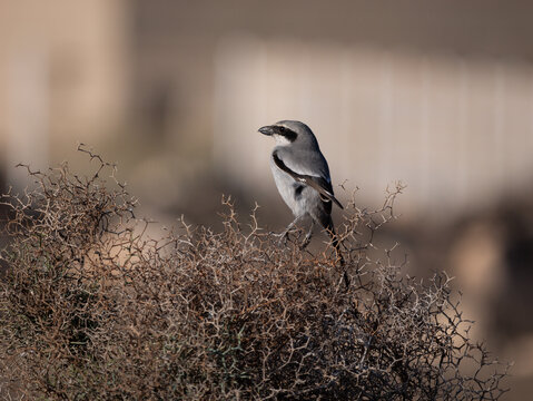 the great grey shrike stands on a thornbush
