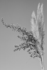 planta en blanco y negro