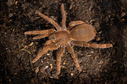 King baboon tarantula Pelinobius muticus