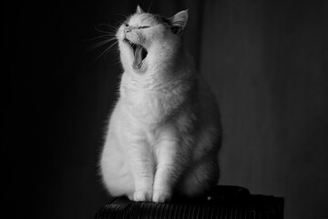 Gato blanco abriendo la boca