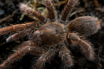 King baboon tarantula Pelinobius muticus