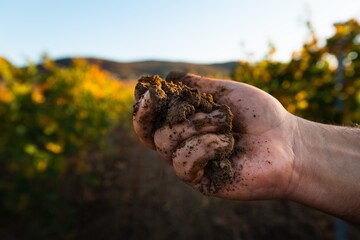 Expert male farmer hand hold seeds of vegetable