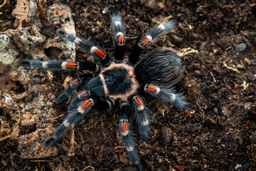 Mexican flameknee tarantula Brachypelma auratum