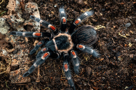 Mexican flameknee tarantula Brachypelma auratum