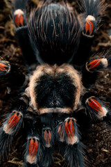 Mexican flameknee tarantula Brachypelma auratum