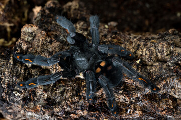 Venezuelan suntiger tarantula Psalmopoeus irminia